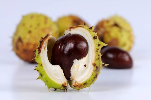 Horse chestnut (Aesculus hippocastanum), chestnut tree