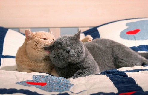 British Shorthair Cat, tomcats, blue and cream, on bed, British shorthair cats, tomcats, blue and