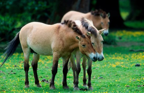 Przewalski's horses (Equus przewalskii), pair