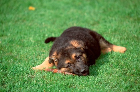 German Shepherd, puppy, 8 weeks old, gnawing on branch, German Shepherd, Alsatian, puppy, 8 weeks
