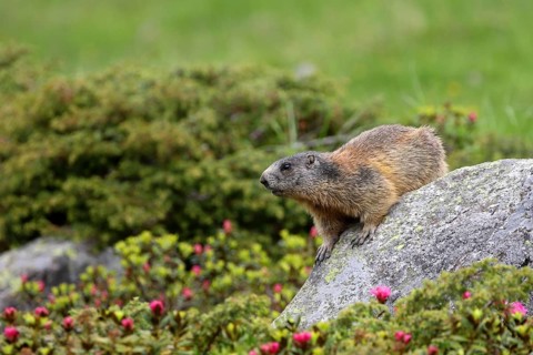 Marmot