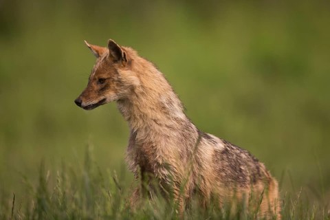 A golden jackal sits lurking in a meadow in the side view
