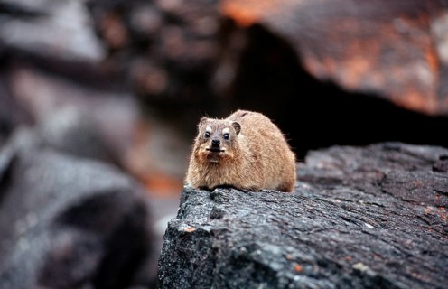 Cape rock hyrax, Procavia capensis, South Africa, Tsitsikamma National Park, Otter trail, Africa