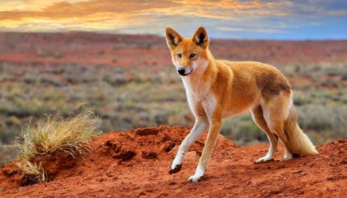 KI generated, animal, animals, mammal, mammals, biotope, habitat, one, single animal, foraging,