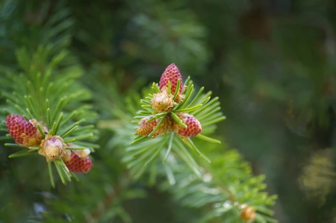 Closeup of fir branches with young buds. Spring nature concept. Macro view with soft focus