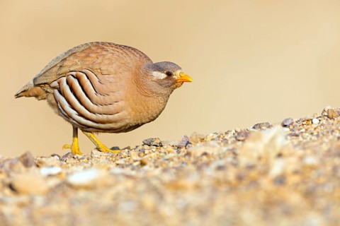 Arabian Partridge, Sand Partridge, (Ammoperdix heyi), Perdrix de Hey, Perdiz Desértica, Israel,