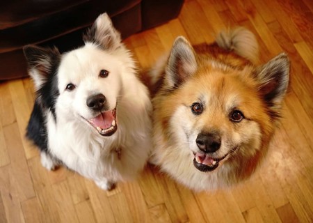 Two loving dogs look up at thier pack leader with love and affection