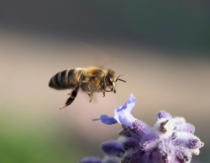 Close up of Honey Bee flying to purple flower