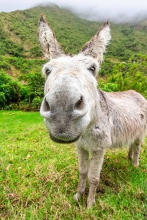 Donkey during Salkantay Trekking in Peru, South America