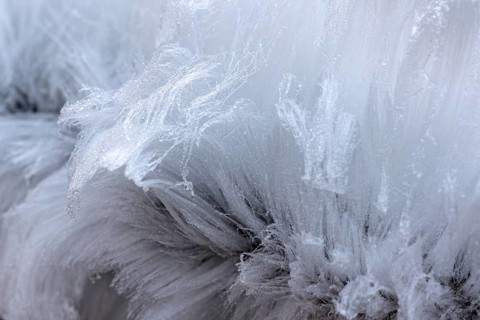 Hair rice on dead wood, Liederbach, Close Up, Dillendorf, Rhineland-Palatinate, Germany, Europe