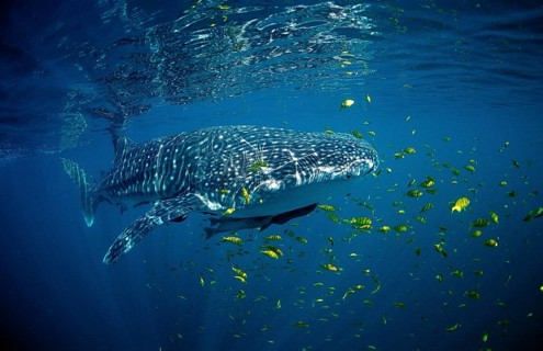 Whale shark, Rhincodon thypus, USA, Haiwaii, Pacific Ocean, North America