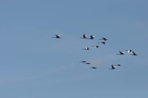 Australian black swans, Cygnus atratus, over Lake Haupiri, West Coast, South Island, New Zealand,