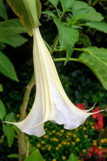 White angel's trumpet (Brugmansia), Allgäu, Bavaria, Germany, Europe