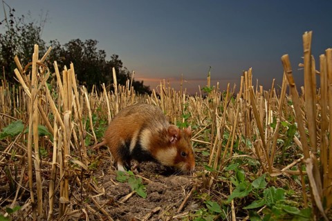 European hamster (Cricetus cricetus) at a construction site, Thuringia