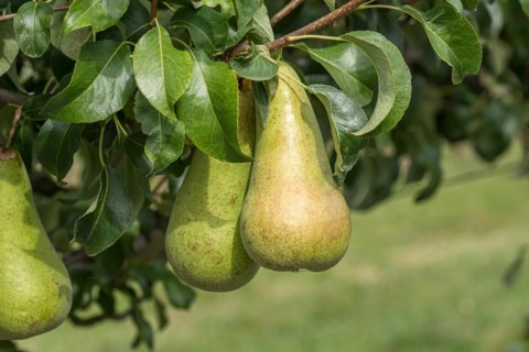 Pear (Pyrus communis 'Concorde'), Bundessortenamt Prüfstelle Wurz, Germany, Europe
