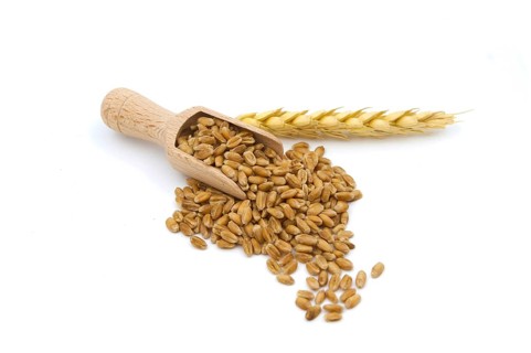 Wheat grain seeds spilling from wooden scoop near to ripe wheat ears over white background with