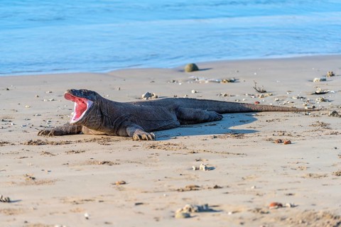 Komodo, dragon, monitor lizard, (Varanus komodoensis) Komodo Island, Indonesia, Komodo dragon,