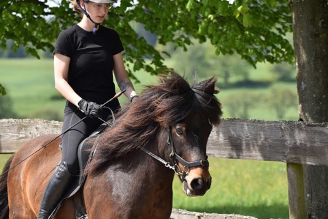 Partial view of rider and Icelandic horse during training on the oval track in the tölt gait with
