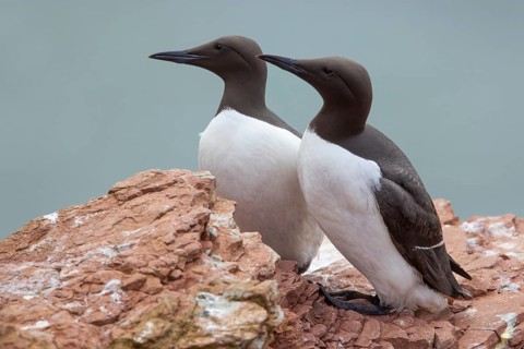 Guillemot