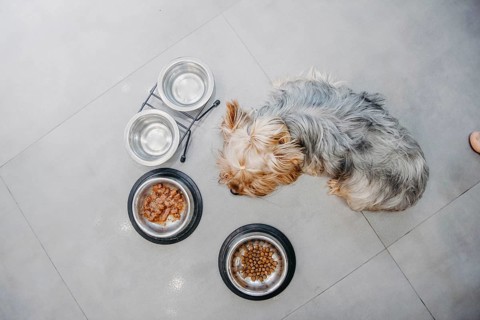 A dog lying on a tile floor next to food bowls, viewed from above, creating a peaceful scene