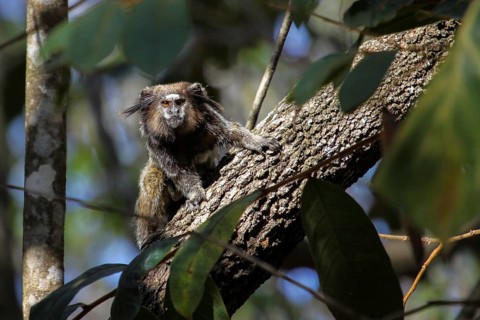 Black tailed marmoset sitting on a tree trunk, facing, Chapada Diamantina, Brazil, South America
