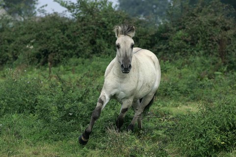 Norwegian Fjord Horse, Mare Galloping through Meadow