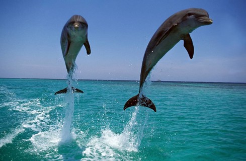 Bottlenose Dolphin (tursiops truncatus), Adults Leaping, Honduras, Central America