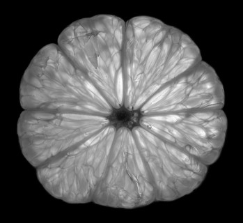 Lemon slice in transmitted light, studio shot, black and white photo, Germany, Europe