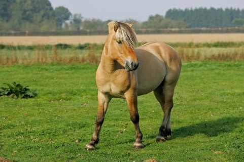 Norwegian Fjord Horse
