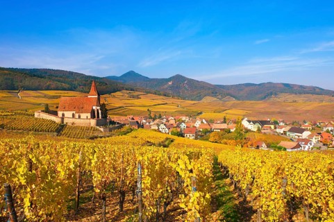 Autumn vineyards around the church of Hunawihr, Alsace, France, Europe