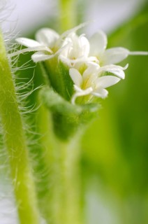 Sweet herb, sugar leaf (Stevia rebaudiana), sugar plant