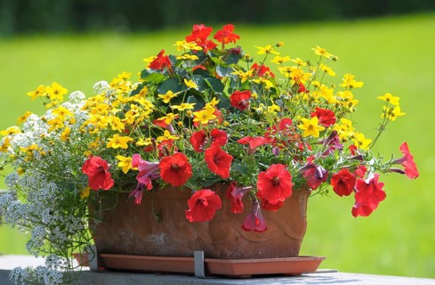 Various flowers blooming in the flower box, rose garden in Oberderdingen