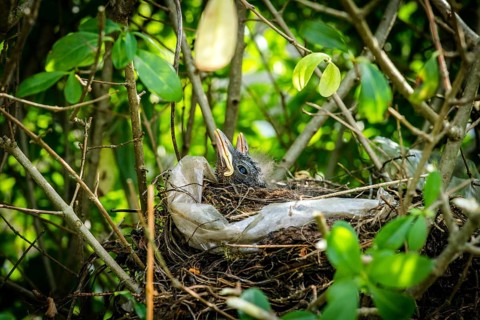 Newly hatched blackbirds relaxing in a birds nest in a green hedge in the spring