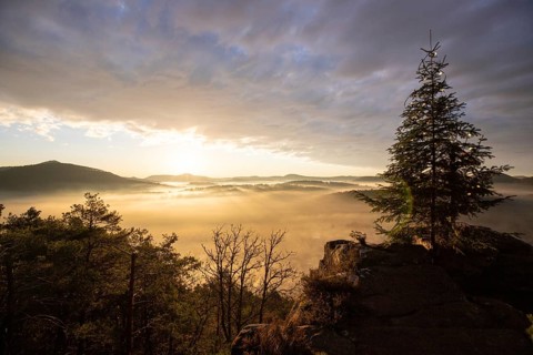 Exhilarating sunrise at the Wachtfelsen. Magical morning mist, clouds and a Christmas tree in the
