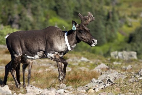 Caribou (Rangifer tarandus caribou), ear tag, female with radio collar, Mount Jacques Cartier,