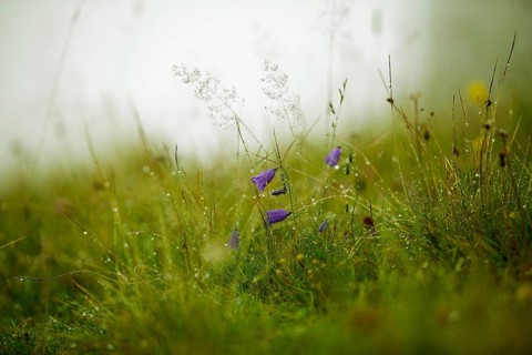 Alpine meadow with gentian and cr