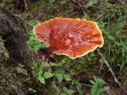 Red Reishi (Ganoderma lucidum), commonly known as Ling Zhi in Chinese, is a herbal mushroom known