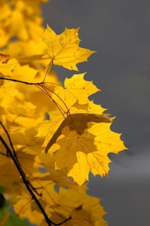 Colourful maple leaves in autumn, maple branch, near Maulbronn