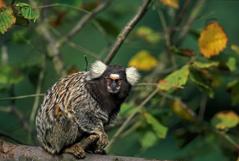 Common Marmoset (callithrix jacchus), Adult standing on Branch