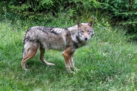 Grey gray wolf (Canis lupus) roaming through the meadow, Wildpark Mautern, Styria, Austria, Europe