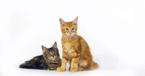 Brown Tortie Blotched Tabby and Cream Blotched Tabby Maine Coon Domestic Cat, Kittens against White