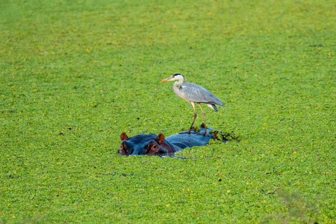 Grey heron (Ardea cinerea), hippo (Hippopotamus amphibius), water cabbage (Pistia stratiotes),