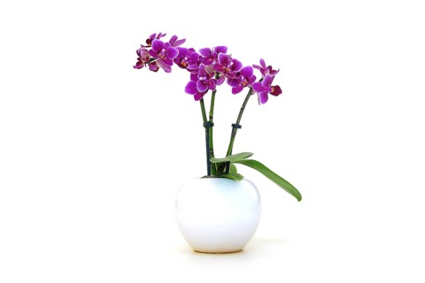 Orchid (Orchidaceae Phalaenopsis)