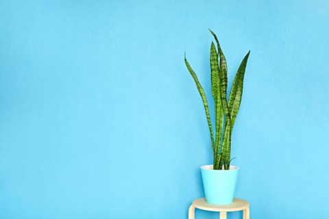 Sansevieria plant or Snake plant in pot home and garden concept, Sansevieria trifasciata,