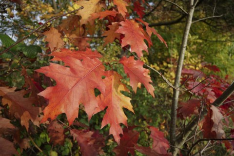 Northern red oak (Quercus rubra), autumn colouring of the red oak, Schwäbisch Hall,