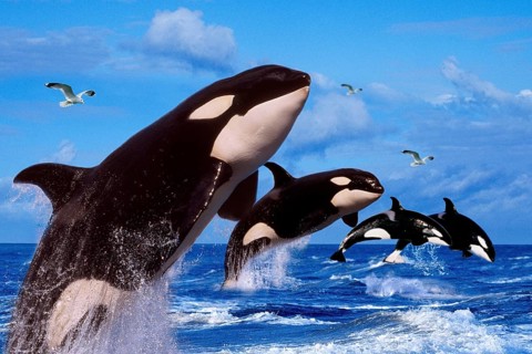 Killer whales (Orcinus orca)