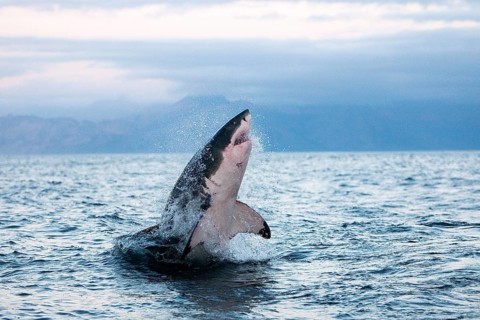 Great white shark, white shark, man shark, Great white sharks (carcharodon carcharias), white