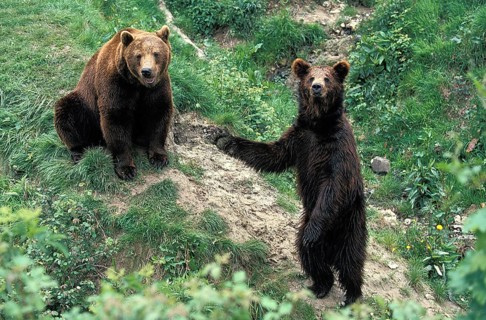 BROWN BEAR (ursus arctos), PAIR SITTING AND STANDING ON HIND LEGS