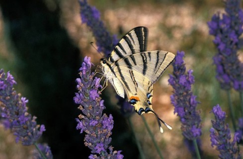 Scarce Swallowtail (iphiclides podalirius) Butterfly, Adult Feeding on Lavender