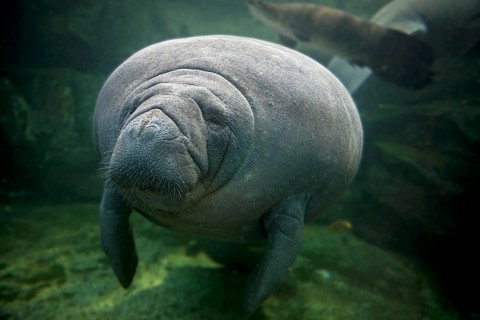 Caribbean Manatee (trichechus manatus) or West-Indian Manatee or Sea Cow, Adult